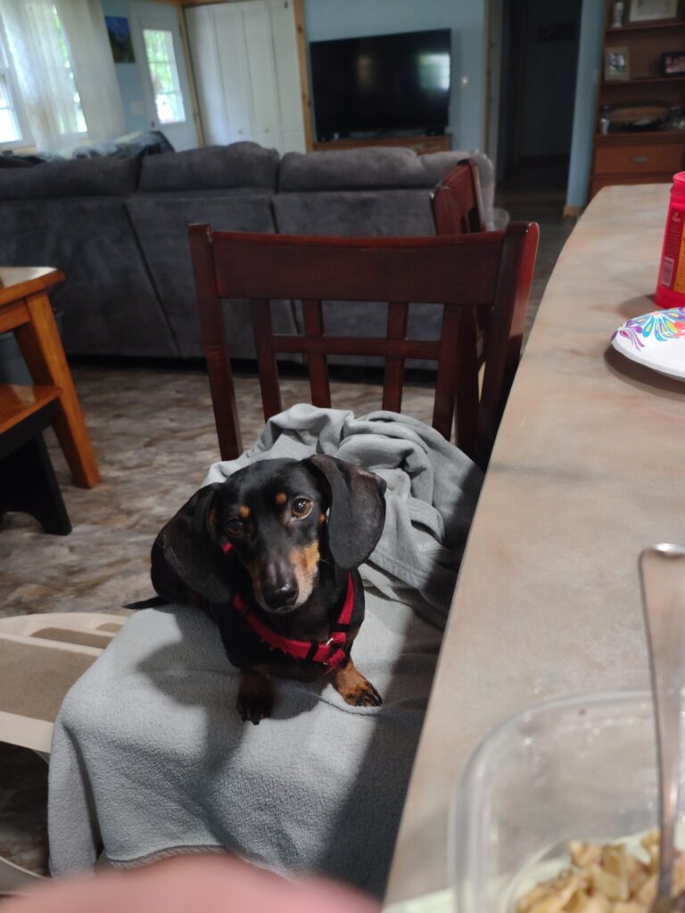 young Marty, a miniature dachshund, resting in a chair