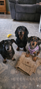 All three dogs sitting listening very intently