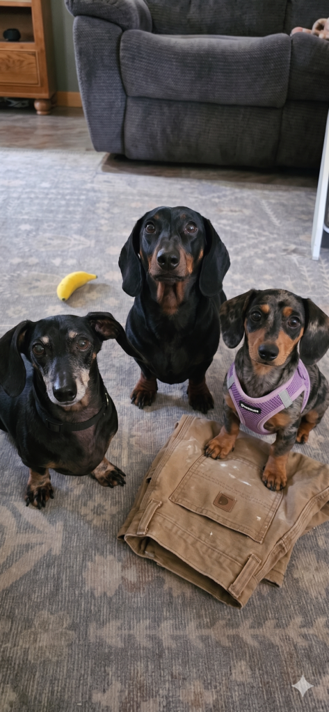 All three dogs sitting listening very intently